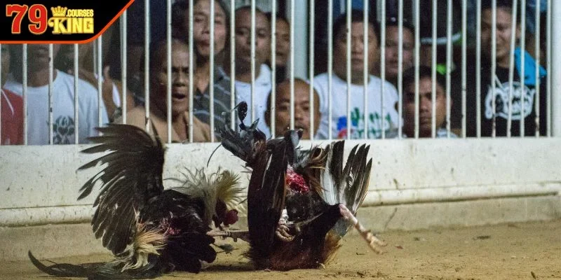 Bí Quyết Đá Gà Bất Bại - Nâng Tầm Chiến Thắng Cho Mọi Cược Thủ Sai lầm cần tránh bài học xương máu từ các cao thủ